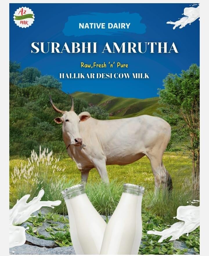 Hallikar Cow