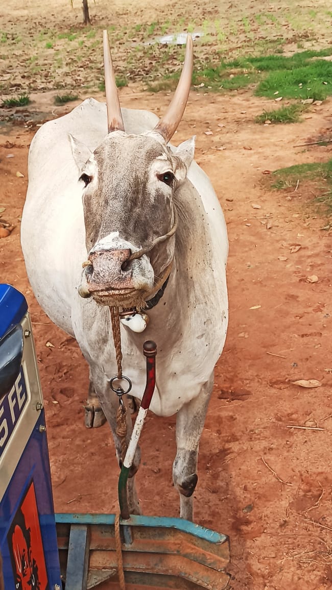 Hallikar Calves