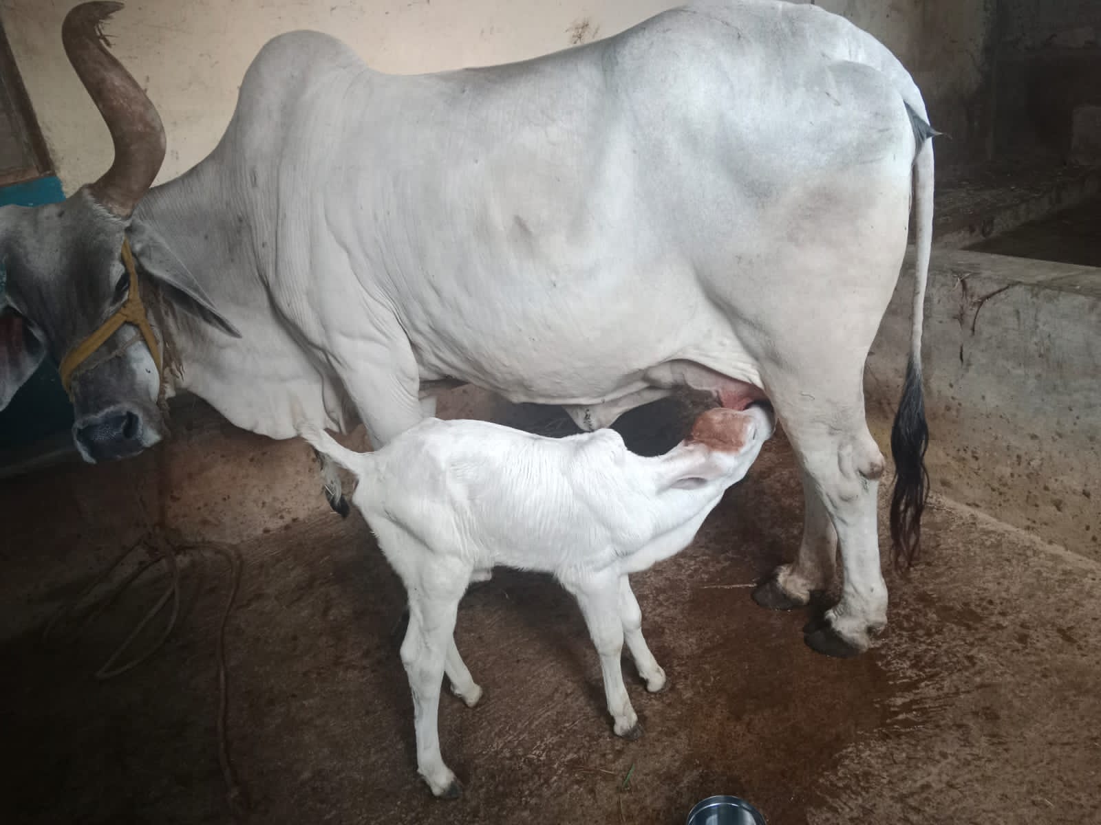 Ethical Milking